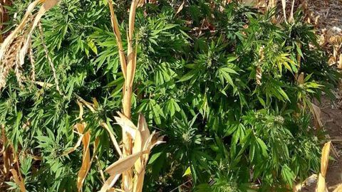 Bientôt des champs de cannabis légaux en France. © DR Bientôt des champs de cannabis légaux en France. © DR
